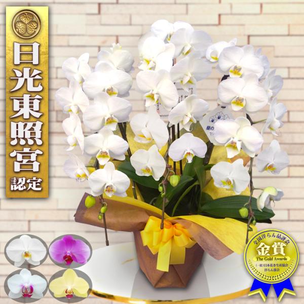 胡蝶蘭 ミディ 3本立ち 27輪以上白/ピンク/白＆赤リップ/イエロー高さ約50〜70cm※胡蝶蘭ミディ〈イエロー〉の品種は弦が短いため、他のお色より若干丈が低くなります。配送・お届け送料無料当日発送の受付締切時間は昼12時（正午）までのご...