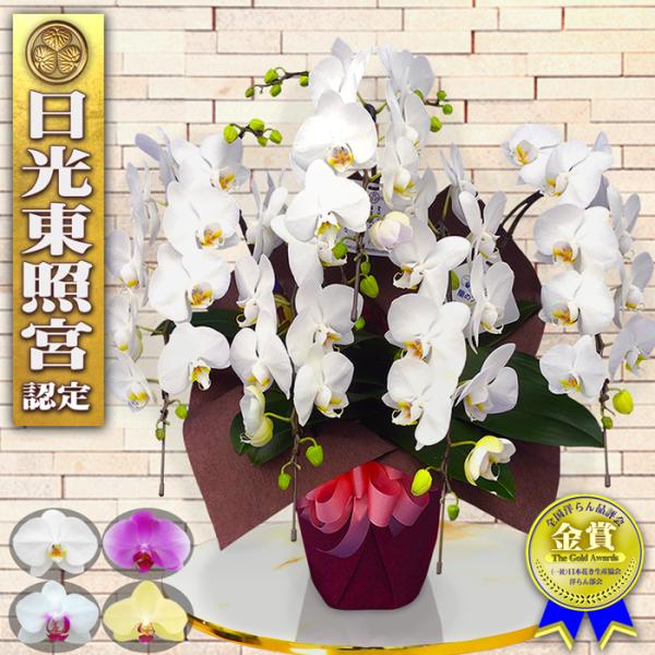 蘭のフレンズ 胡蝶蘭 ミディ 5本 立ち 60輪以上 送料無料 ギフト 開店