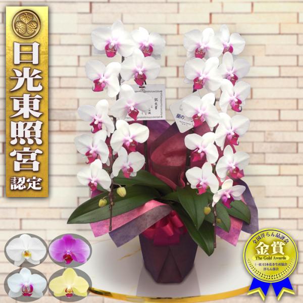 専用 淡いピンクの2本立ち胡蝶蘭 山茶花アレンジ クレイフラワー