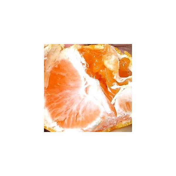 ݂@10kg@F{Y@Op@Ȓ݂iƂ킯j@10kg