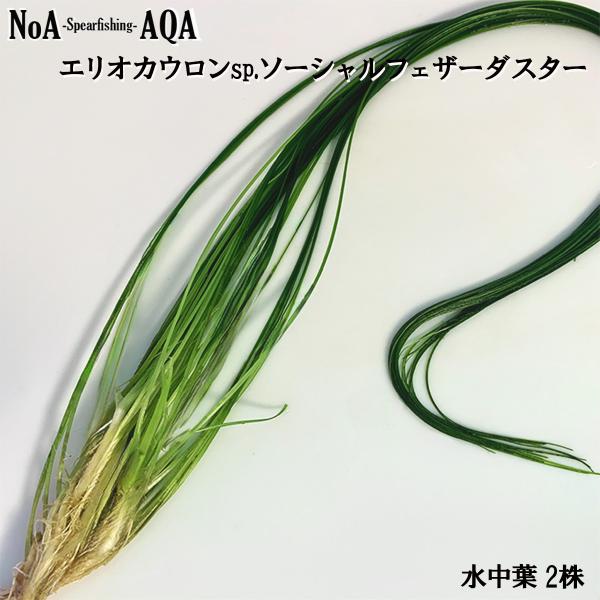noa-spearfishing_10000309-2