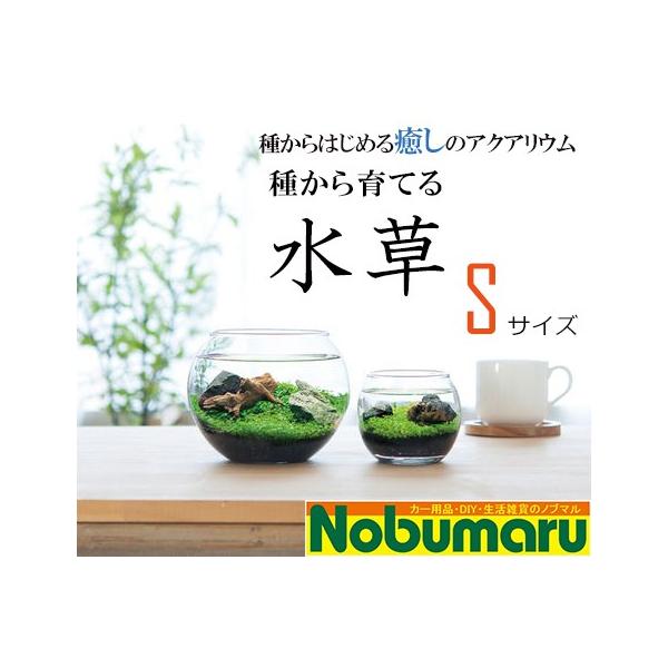 ウォータープラント】種から育てる水草 Sサイズ みずくさ 栽培セット 癒し アクアリウム 水景 インテリア ガラス鉢 芸術 種 土 石 流木 GD812 /【Buyee】 ウォータープラント】種から育てる水草 Sサイズ みずくさ 栽培セット 癒し アクアリウム 水景 インテリア ガラス鉢 芸術 種 土 石 流木 GD812 /【Buyee】