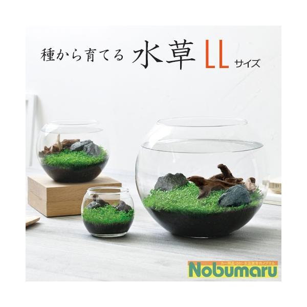 水草 selection 水草セット 14 GEX(ジェックス) | TOPCREATE