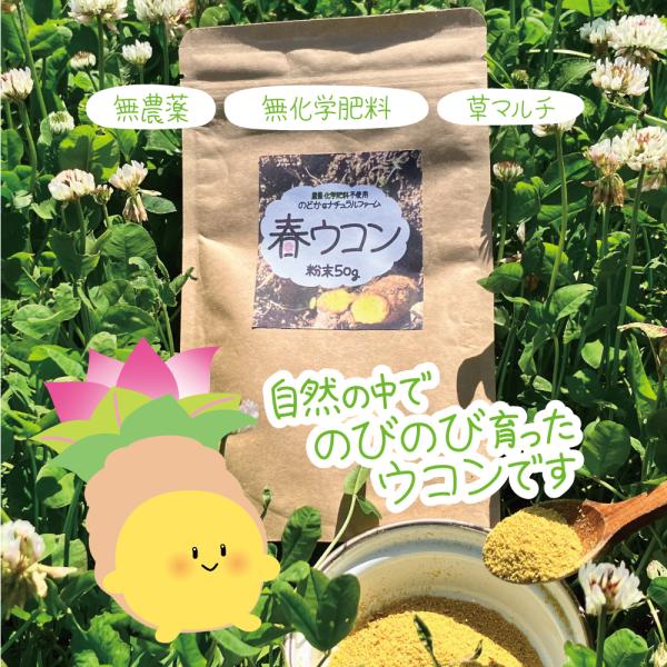※専用です。【無農薬　春ウコン　15キロ　　自然栽培】 福岡県で育った 無添加 春ウコン粉末（50g）【無農薬・無化学肥料・草
