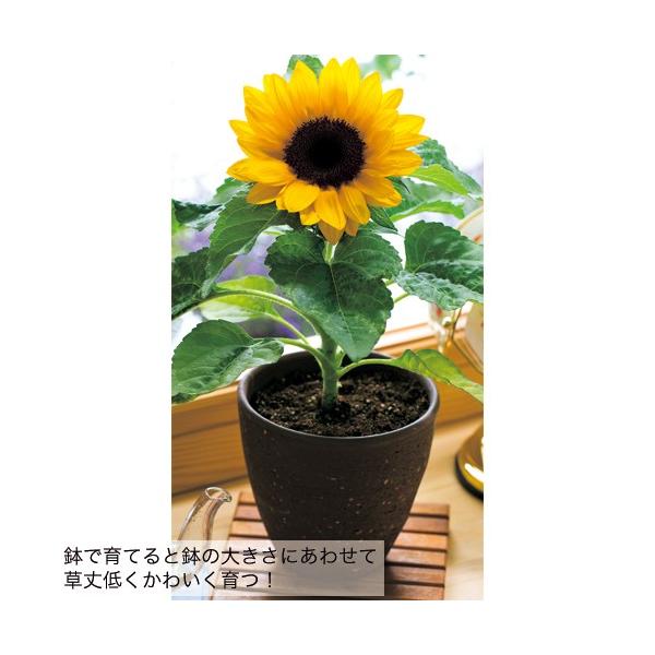 nodoka-satakenouen_goodsmile9-6