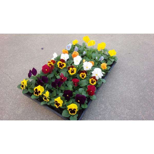 パンジー 苗の人気商品 通販 価格比較 価格 Com
