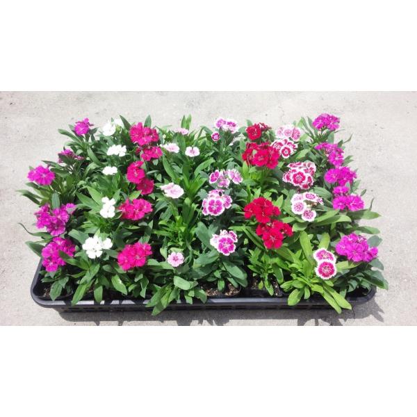 四季咲き矮性ナデシコ ダイアンサス F1テルスター 9cmポット苗40ポット Buyee Buyee 日本の通販商品 オークションの代理入札 代理購入