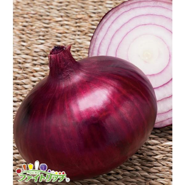 イネニカ使用玉ねぎ苗4種ケルたまルビー、アトン、ソニック、ケルたま