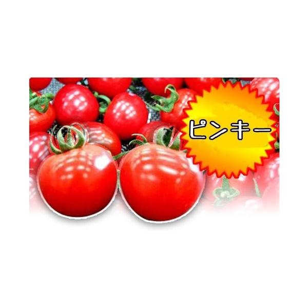 ミニトマト ピンキー 実生苗 9cmポット レビューを書いておまけをゲット Buyee Buyee Japanese Proxy Service Buy From Japan Bot Online