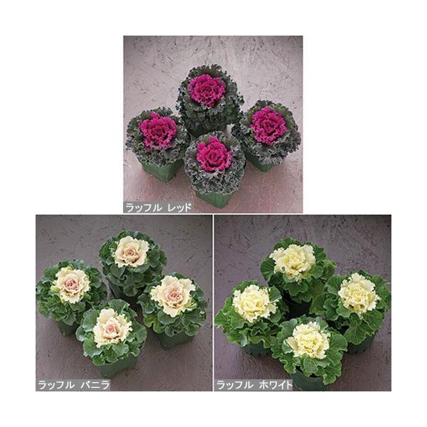 苗 葉牡丹の人気商品 通販 価格比較 価格 Com