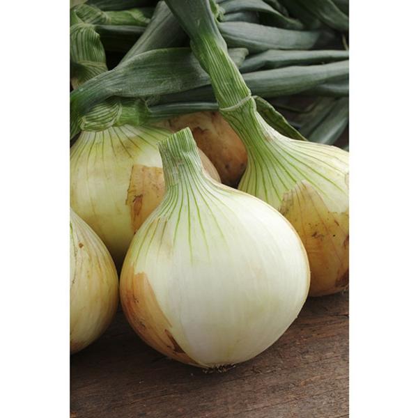 merkun　七宝早生７号　1200本 8月以降入荷予定【送料無料】タマネギ種 七宝早生7号 （100g