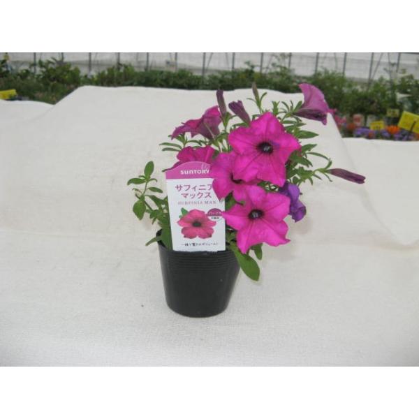 サフィニアマックス パープル 10 5cmポット苗 Buyee Buyee Japanese Proxy Service Buy From Japan Bot Online
