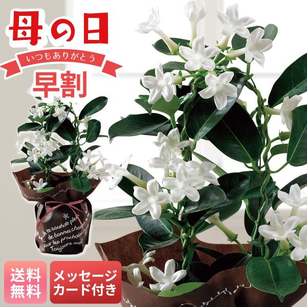 ●内容量：4号鉢、お手入れのしおり 商品サイズ：幅約12cm×高さ約40cm ※つぼみを含んだ状態でお届け。　●賞味期限：-　●配送地域：離島不可　●包装形態：包装不可　●配送方法：常温　●運送便：ヤマト便　●型番：MU37-10　●商品番...