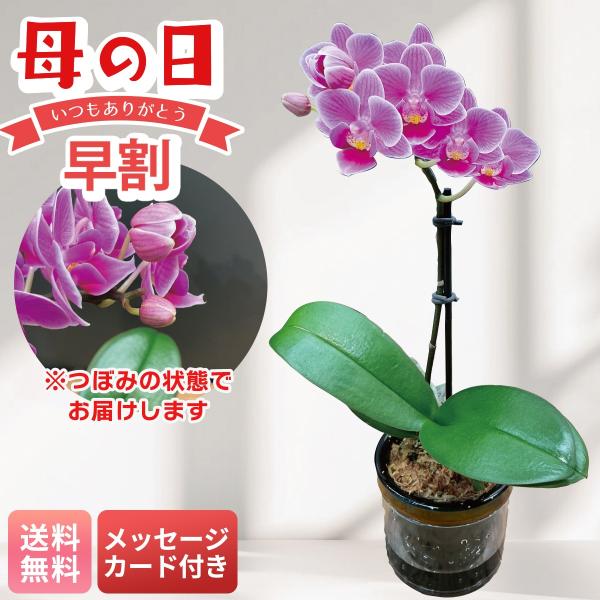 ●内容量：2.5号鉢、アクアポット、お手入れのしおり 商品サイズ：幅約7.5cm×高さ約28cm  ※つぼみを含んだ状態でお届け。　●賞味期限：-　●配送地域：離島不可　●包装形態：包装不可　●配送方法：常温　●運送便：ヤマト便　●型番：M...