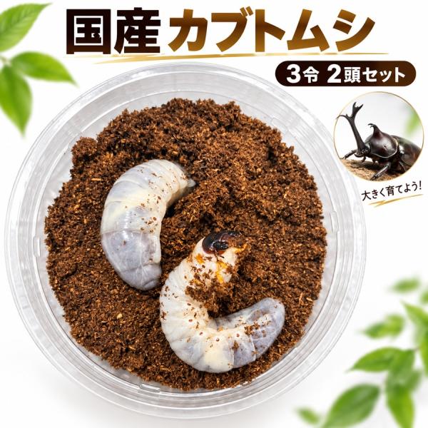 国産カブトムシ 幼虫 3令 2頭セット カブトムシ 幼虫 国産 昆虫 カブト 自然学習 生命観察 小学生 おうち飼育 区分60Y