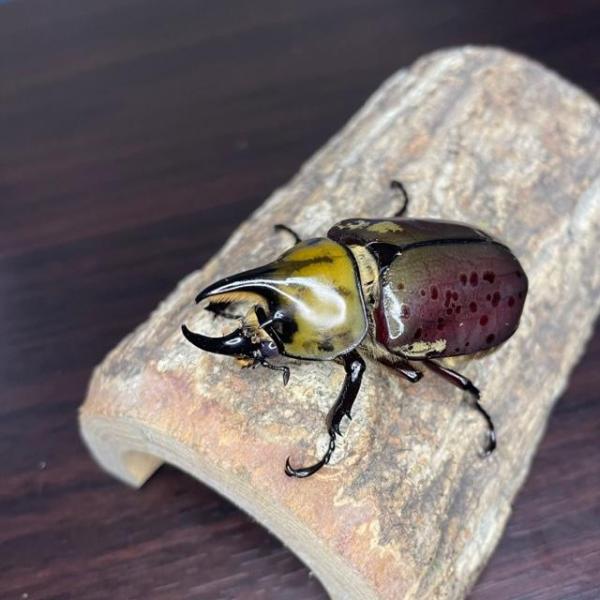 ●累　代：CBF2●羽　化：25/9/下旬●サイズ：フリー●休眠期間が長い種類です。期間中は餌を食べません。●検索キーワード自由研究 幼稚園 小学校 珍しい 贈り物 プレゼントこども 子供 大人 おとな 男性 女性 男の子 女の子 誕生日●...