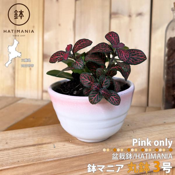 伊万里 丸形 盆栽鉢 植木鉢 伊万里 丸形 盆栽鉢 植木鉢 伊万里 丸形 盆栽鉢 植木鉢 丸形の鉢