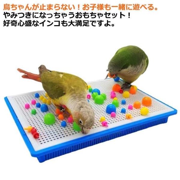 リクエストNO.2486☆インコ実物大☆6点セット リクエストNO.2486☆インコ実物大☆6点セット
