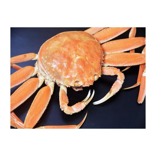 香箱蟹 甲箱蟹 こうばこがに 甲羅盛り杯分 Buyee Buyee 提供一站式最全面最專業現地yahoo Japan拍賣代bid代拍代購服務