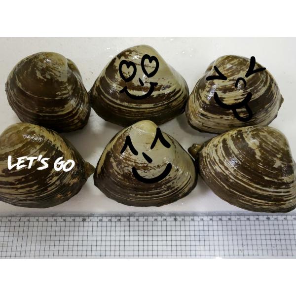 北寄貝 貝の人気商品 通販 価格比較 価格 Com