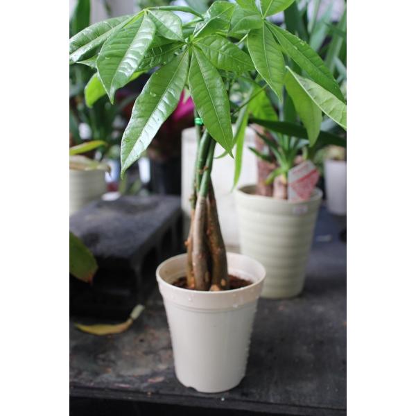 ラッピング代込 観葉植物 パキラ4号鉢 幹がねじねじ 発財樹 送料込 Buyee 日本代购平台 产品购物网站大全 Buyee一站式代购 Bot Online