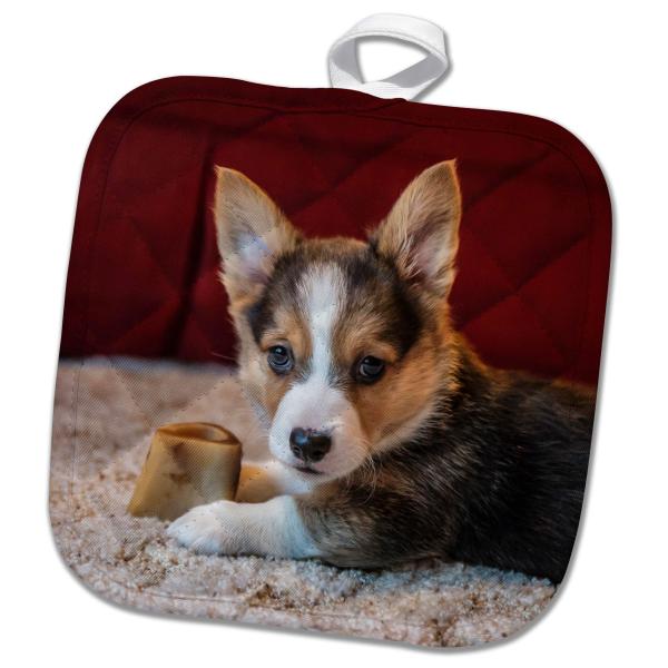 【並行輸入品】 3dRose Eight Week Old Corgi Puppy Resting on The Carpet Guarding