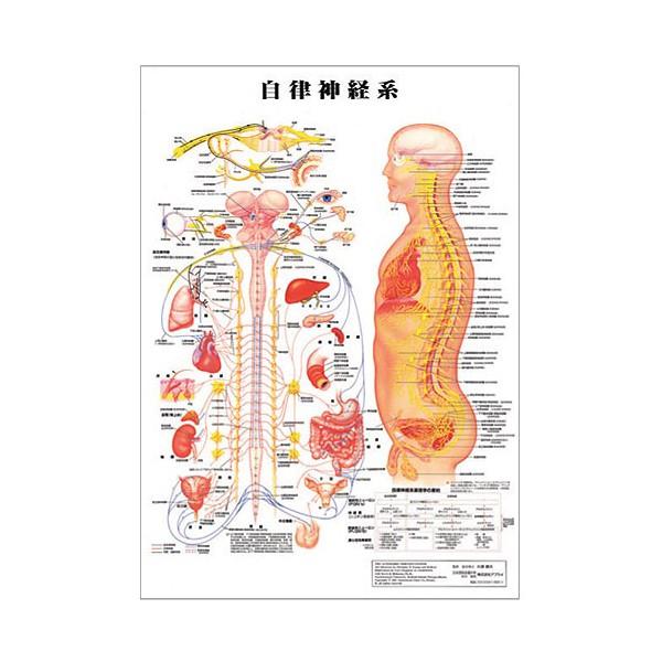 翌日配送 自律神経系 デスクサイズプラスチック版 ポスター 人体チャート 医学チャート 人体ポスター 人体解剖図 人体図 整体用品 7エステnshop店 通販 Paypayモール