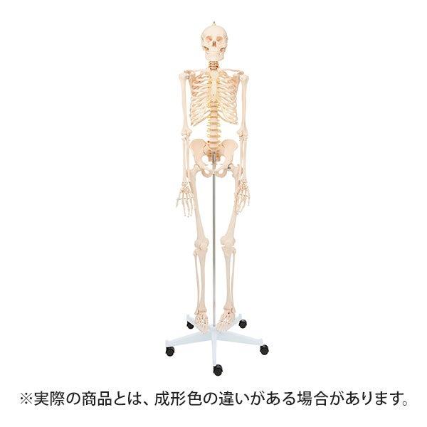 人体模型 骨格模型 等身大 間接模型 骨格標本 骨模型 骸骨模型 人骨模型 骨格 人体 モデル ヒューマンスカル 骸骨 ガイコツ 可動 靭帯 7ウェルネ 全身骨格模型