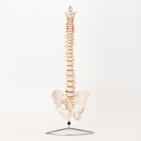 カラフル 人体模型 骨格模型 7ウェルネ 全身骨格 模型 等身大
