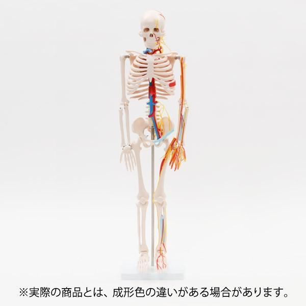 人体模型 骨格模型 7ウェルネ 全身骨格 模型 1/2サイズ 高さ85cm