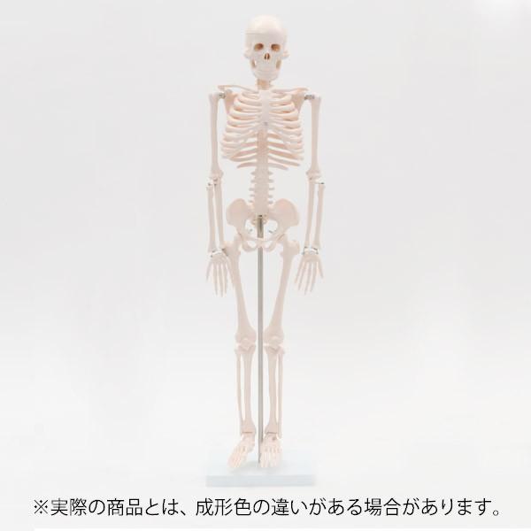 人体模型 骨格模型 7ウェルネ 全身骨格 模型 1 2サイズ 高さ85cm 間接模型 骨格標本 骨模型 骸骨模型 人骨模型 骨格 人体 モデル 7エステnshop店 通販 Paypayモール
