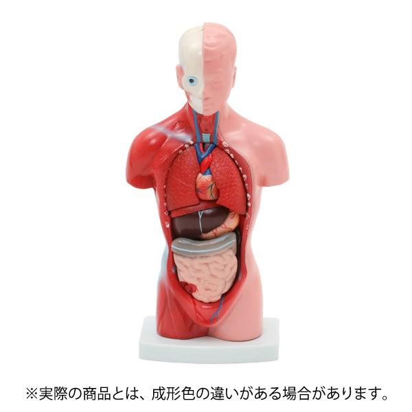 あすつく対応 人体模型 内臓模型 7ウェルネ 15パーツ 26cm 人体解剖 模型 胴体解剖モデル 人体標本 人体モデル 全身模型 全身標本 人体 内臓 トルソー 標本 7エステnshop店 通販 Paypayモール
