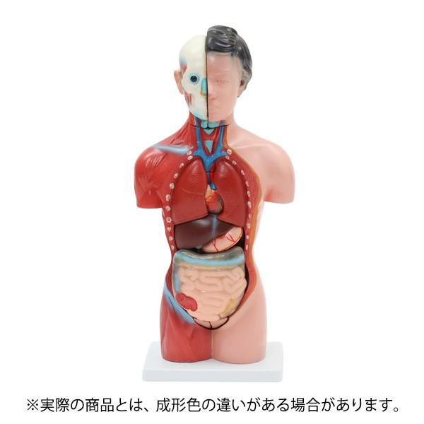 人体模型 内臓模型 7ウェルネ 女性 15パーツ 42cm 人体解剖 模型 胴体解剖モデル 人体標本 人体モデル 全身模型 全身標本 人体 内臓 トルソー 標本 教材 7エステnshop店 通販 Paypayモール