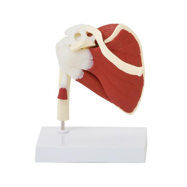 2135番 大型 木製 人体模型 標本 臓器 ディスプレイ 楽天市場】人体模型GX-204内臓人体模型85cmユニセックスタイプ