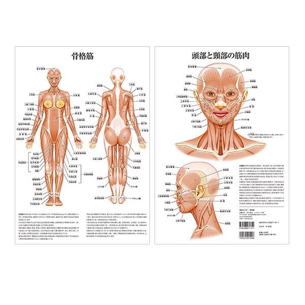ポスター 骨格筋 頭部 頸部 の 筋肉 A3 サイズ 両面印刷 ラミネート加工 人体チャート 医学チャート 人体ポスター 人体解剖図 人体図 セブンショップヤフー店 通販 Yahoo ショッピング
