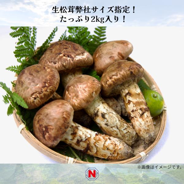 生松茸 訳あり開き・規格・大きさおまかせ 約2kg セット (サイズ