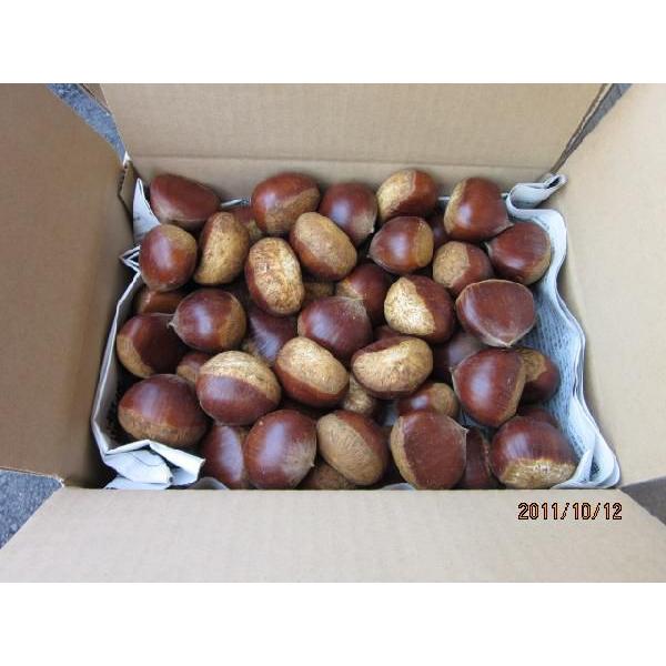 予約]山口県・岩国産生栗「岸根栗」Lサイズ-2kg(出荷予定10/1〜10/25