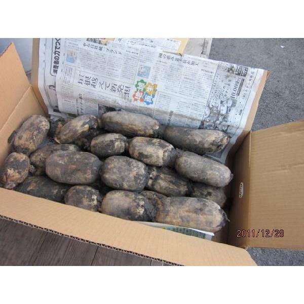 [Release date: August 1, 2013]清流、錦帯橋のある錦川の下流域に広がる干拓地で、栽培が始まって２百年余りの歴史を刻む「岩国れんこん」、砂質土壌と温暖な気候に恵まれ、"もつちりとした粘り"が特徴です。れんこんには多...