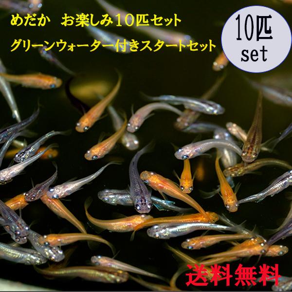 メダカ 生体 ミックス 10匹 めだか飼育スタートセット グリーンウォーター付き めだか色々お楽しみセット 送料無料 Mdmix10 Ns Trading 通販 Yahoo ショッピング