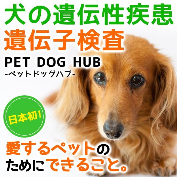 送料無料 犬の遺伝性疾患遺伝子検査キット Pet Dog 愛犬のために知っておきたい Hub ペットドッグハブ 遺伝性疾患のこと 新作送料無料 医師のアドバイス付き