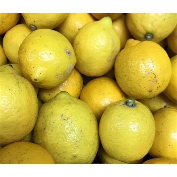 生産量日本一 広島 瀬戸田 無農薬レモン 10キロ 訳あり 】オーガニック