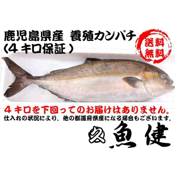 4キロ保証 丸ごと一匹養殖カンパチ 鹿児島県産等 お刺身 パーティー 業務用に 沼津港 魚健 通販 Yahoo ショッピング