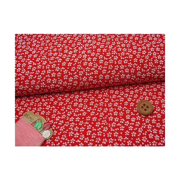 ߂񐶒nE() 10cmP ؂蔄