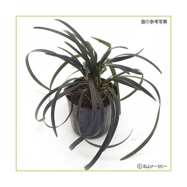 リュウノヒゲ：黒竜（コクリュウ）の苗 : 花苗通販北山