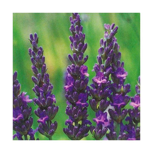 ハーブ 苗 ラベンダーの価格と最安値 おすすめ通販を激安で