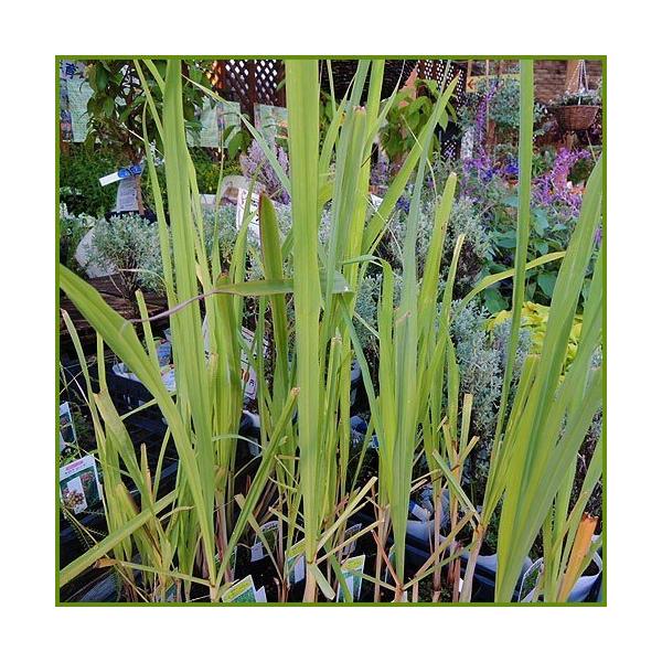 レモングラス 苗 みんな探してる人気モノ レモングラス 苗