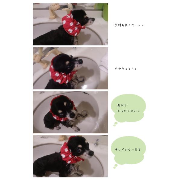 犬用シャワーキャップ わんぷぅきゃっぷ 水玉 ｓ Mサイズ 犬 シャンプー トリミング ドッグ ケア 耳 シャワーキャップ シャンプーハット 防水 Buyee Buyee 日本の通販商品 オークションの代理入札 代理購入