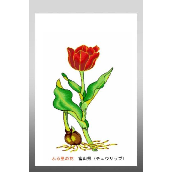 花 イラスト ポストカード 絵葉書 イラスト画「ふる里の花」富山県（チューリップ）