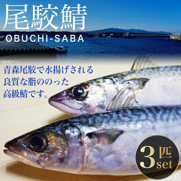 鯖 3匹 鮮魚 とろ鯖 サバ さば 真サバ 贈り物 お中元 父の日 魚詰合せ 活魚 尾駮漁港 青森産 Obc Sb0002 尾駮鮮魚団yahoo 店 通販 Yahoo ショッピング