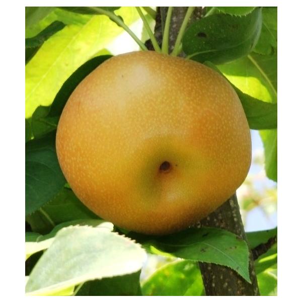 梨 南水 約5kg /常温便 常温便 長野 信州 小布施 産地直送 先行予約 数量限定  果物 フルーツ 贈答 ギフト 梨 南水 約5kg /常温便 常温便 長野 信州 小布施 産地直送 先行予約 数量限定 果物 フルーツ 贈答 ギフト